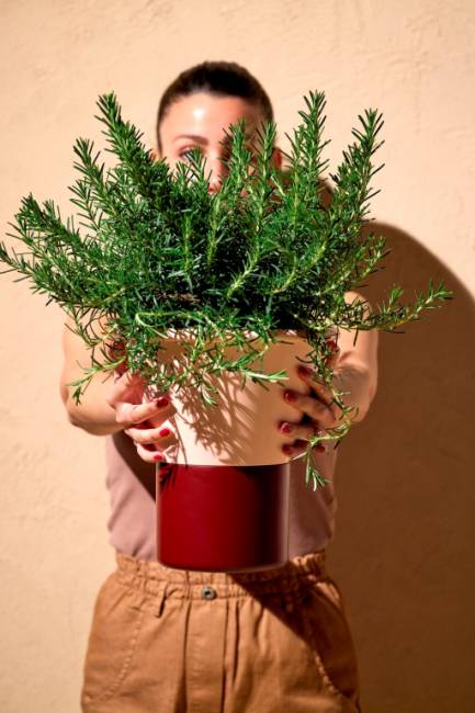 Ваза для цветов Mimosa бледно-розовый, бордовый Ø245х250 мм